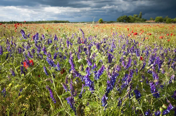 Delphinium and poppy in the meadow — Stock Photo, Image