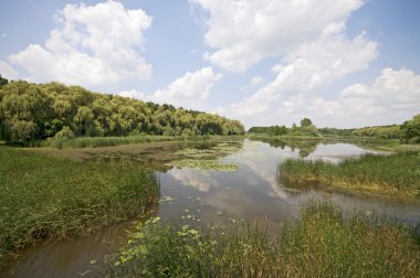 güneşli bataklık manzara yatay