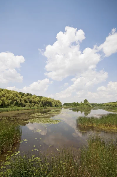 Sunny swamp landscape vertical — Stock Photo, Image