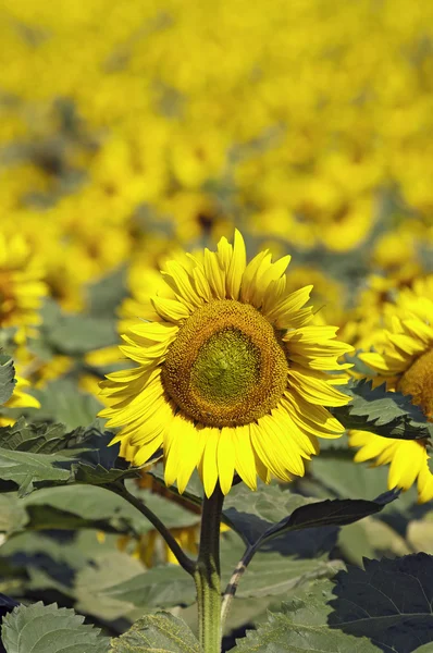 Sunny sunflower — Stock Photo, Image