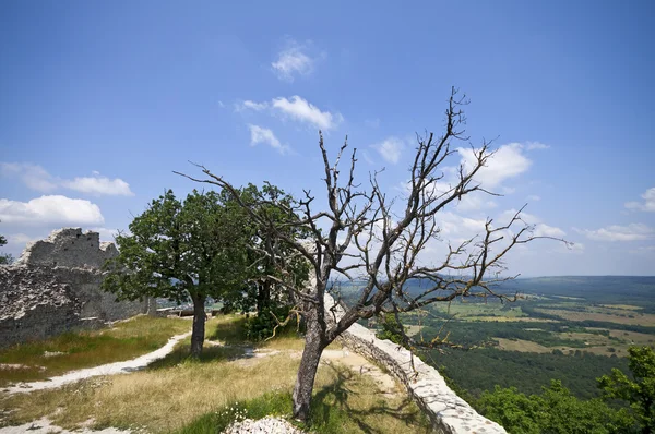 Ruines du château de Rezi — Photo