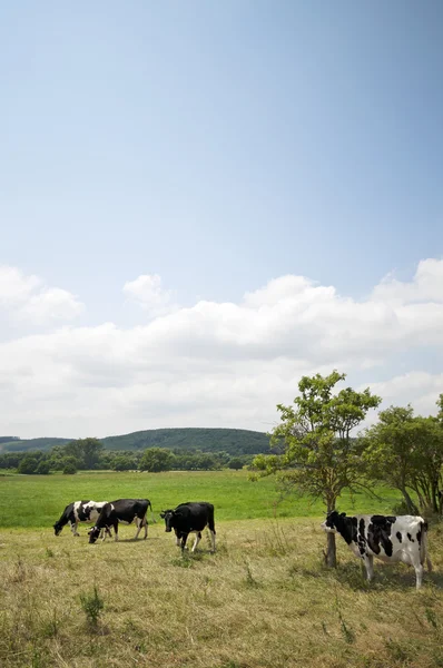 Krávy na louce vertikální — Stock fotografie