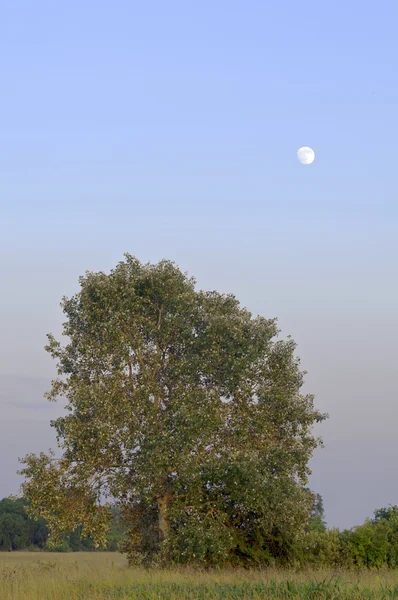 Riesiger Baum mit Mond — Stockfoto