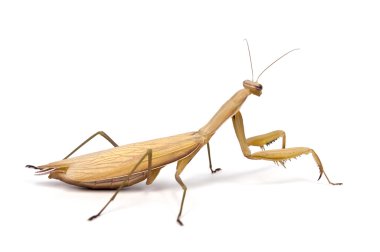 Beyaz arka plan ile peygamber devesi