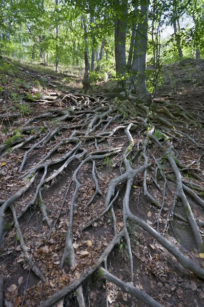 Racines d'arbres sur la colline — Photo