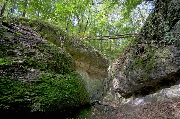 Dry river bank in the forest horizontal — Stock Photo, Image