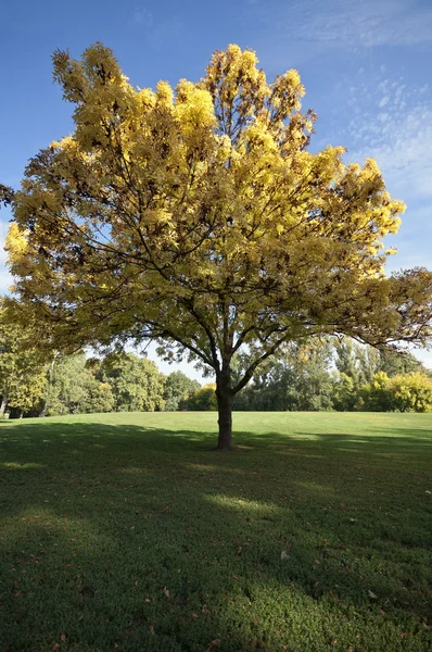 Autumn tree in the park low view — Stock Photo, Image