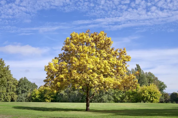 Yellow autumn tree in the park — Stock Photo, Image