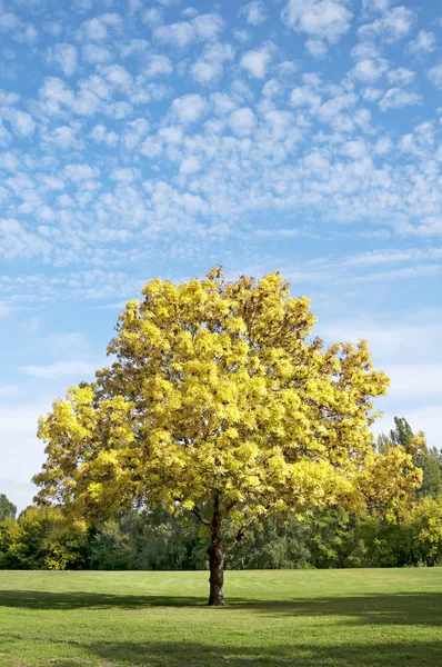 Желтое осеннее дерево в вертикальном парке — стоковое фото