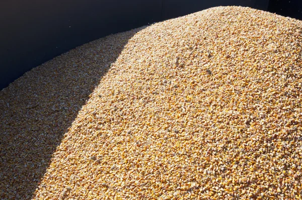 Pile of corn — Stock Photo, Image