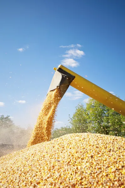 Corn harvesting loading — Stock Photo, Image