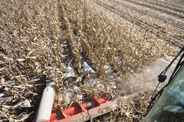 Corn harvesting from harvester wide — Stock Photo, Image