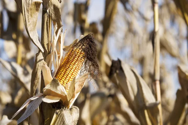 Ripe corn cob on plant — Stock Photo, Image