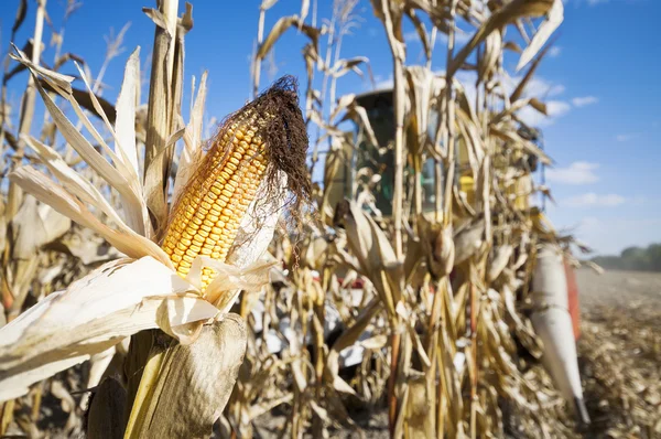 Ripe corn cob on plant with harvester on back — Stock Photo, Image