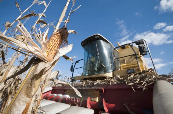 Ripe corn cob on plant with harvester — Stock Photo, Image