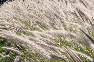 çiçek park ayrıntılı