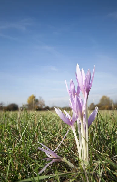 Podzimní květina detailní záběr na louce — Stock fotografie