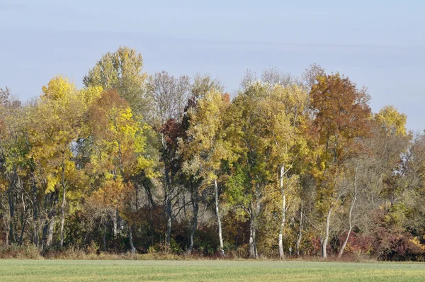 Sunny autumn color trees — Stock Photo, Image