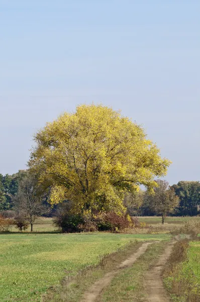 Солнечное осеннее дерево с дорогами — стоковое фото