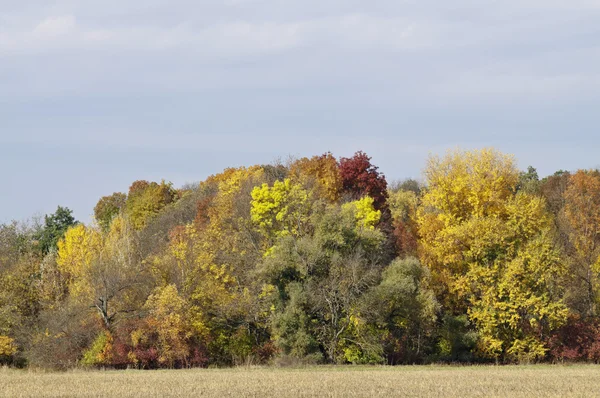 Árboles soleados de otoño —  Fotos de Stock