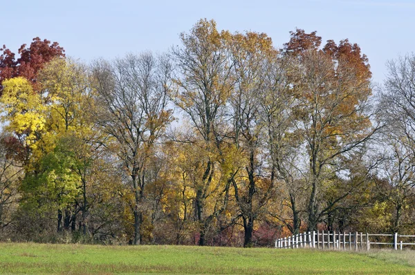 Slunečné podzimní barevné stromy s plotem — Stock fotografie