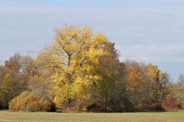 Sonniger Herbstfarbenhain — Stockfoto