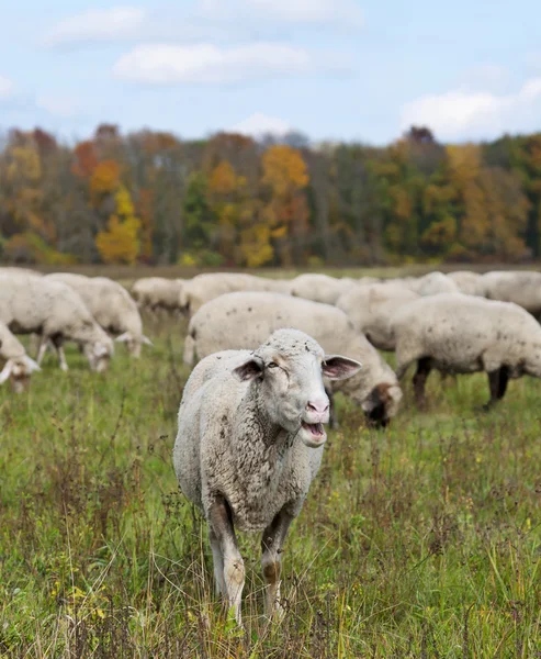 Moutons sur prairie de couleur automne — Photo