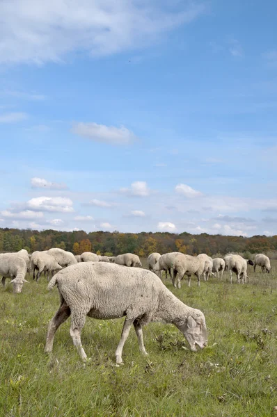 Schafe auf herbstlicher Wiese — Stockfoto