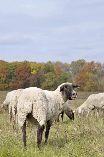 Ovelhas no prado de cor de outono — Fotografia de Stock