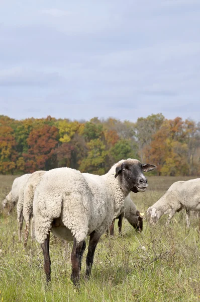 Pecora sul prato di colore autunno — Foto Stock