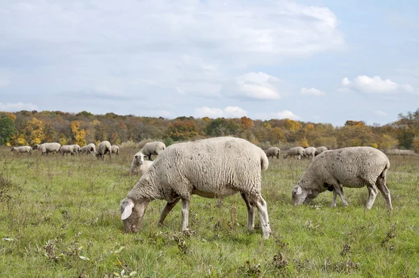 Får på hösten färg äng — Stockfoto