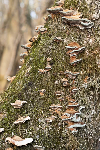 Zunderpilz-Makro — Stockfoto