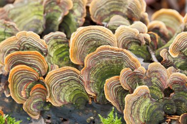 çıra mantar bir sürü