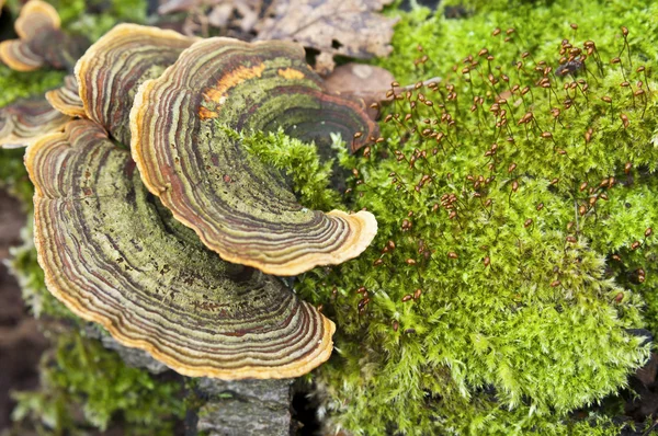 Großer Zunder-Pilz — Stockfoto