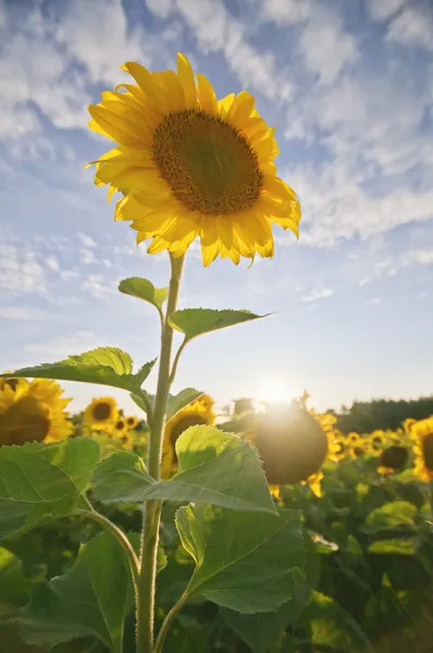 Back lit sunflower — Stock Photo, Image