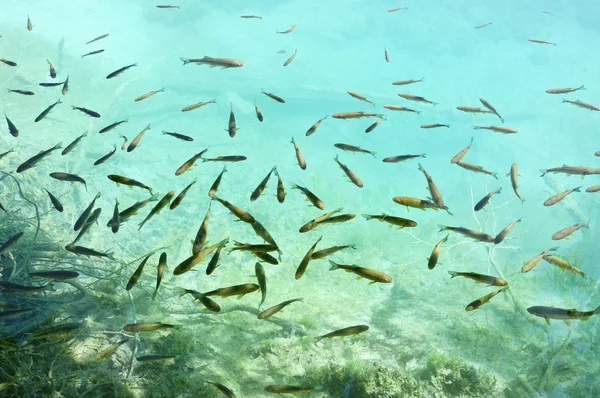 Peces pequeños —  Fotos de Stock