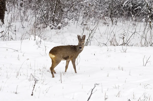 Cervo-de-roe no inverno — Fotografia de Stock
