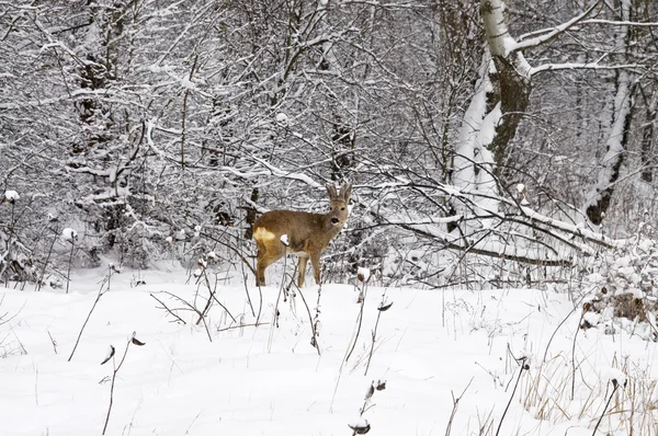 Cerf chevreuil hivernal — Photo