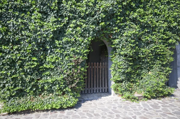 Wall covered with ivy — Stock Photo, Image