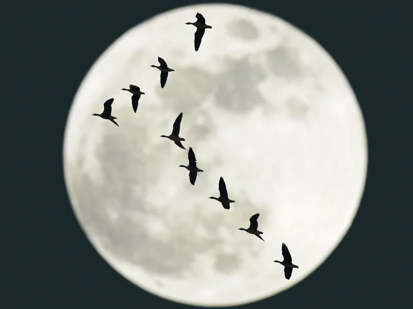 Vliegende ganzen met volle maan Stockfoto