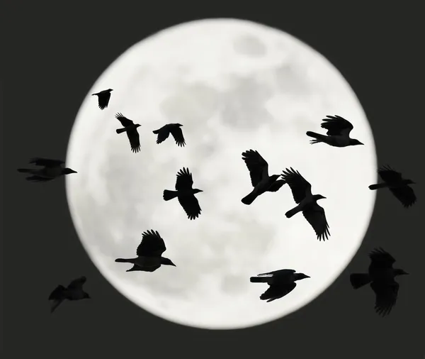 Vliegende kraaien met volle maan Stockafbeelding