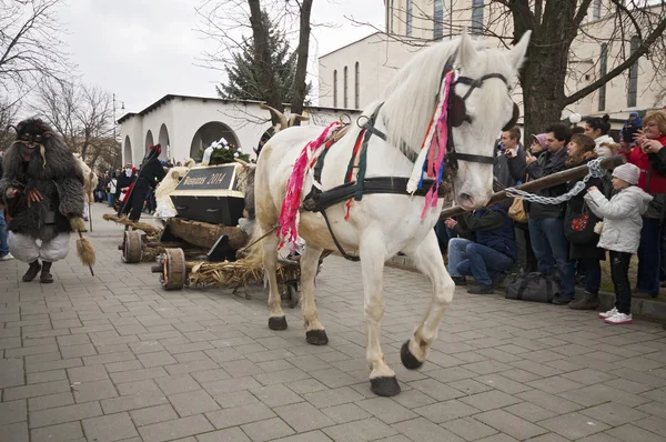 Véhicule à cheval Buso avec cercueil — Photo