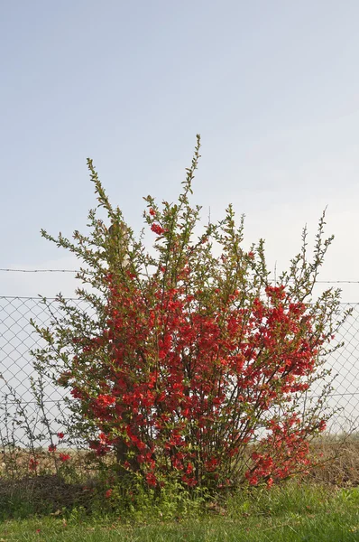 Flowering bush — Stock Photo, Image