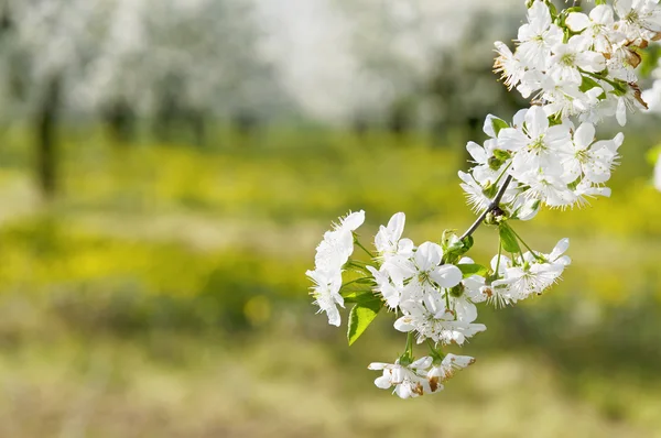 Flowering sour cherry orchard — Stock Photo, Image