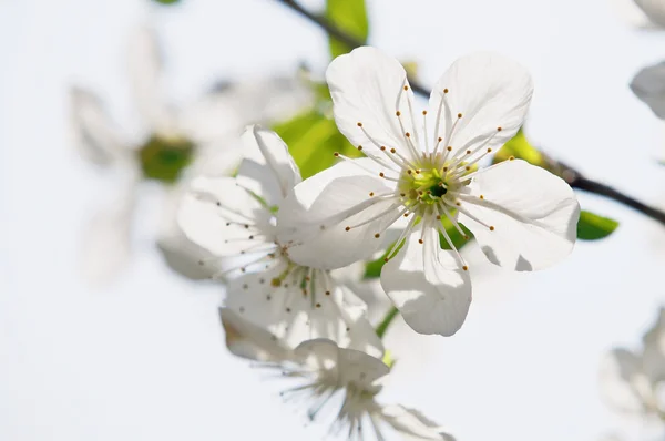 Flowering sour cherry orchard close — Stock Photo, Image