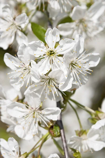 Flowering sour cherry orchard close — Stock Photo, Image