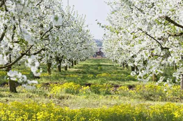 Flowering sour cherry orchard — Stock Photo, Image