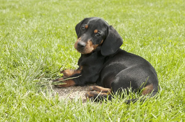 Dachshund cachorro en el jardín —  Fotos de Stock