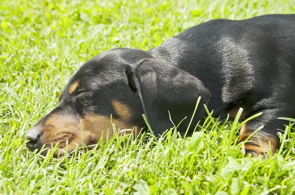Dachshund cachorro en el jardín —  Fotos de Stock