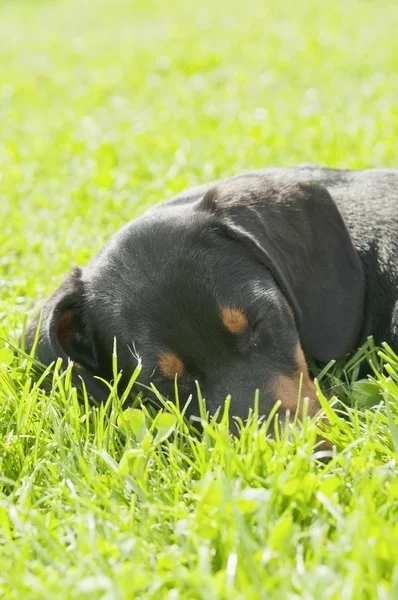 Cucciolo bassotto in giardino — Foto Stock